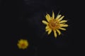 Flower with yellow petals on a black background Royalty Free Stock Photo