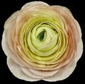 Flower yellow-pink rose. Flower isolated on the black background. No shadows with clipping path. Close-up. Royalty Free Stock Photo