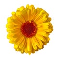 Flower yellow red calendula, isolated on a white background. Close-up. Royalty Free Stock Photo