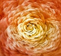 Flower yellow and red rose. Floral background. Petals  roses   Close-up. Royalty Free Stock Photo