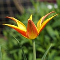 Flower of yellow-red tulip close-up. Leningrad region Royalty Free Stock Photo