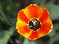 Flower of yellow-red tulip close-up. Leningrad region Royalty Free Stock Photo