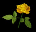 A flower of a yellow rose on a green stem with leaves. Flower blooms on isolated black background with clipping path. For desig Royalty Free Stock Photo