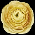 flower yellow rose. .Flower isolated on the black background. No shadows with clipping path. Close-up. Royalty Free Stock Photo
