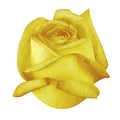 Flower yellow rose isolated white background with clipping path. Royalty Free Stock Photo