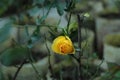 Flower of Yellow Rose in the summer garden. Yellow Roses with shallow depth of field. Beautiful Rose in the sunshine. Yellow Royalty Free Stock Photo