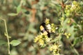 Flower And A Yellow Small Cotton Bug Nature Wild Close Up Royalty Free Stock Photo