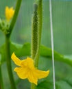 Flower, yellow, spring, plant, green, nature, daffodil, narcissus, blossom, garden, leaf, bloom, flowers, petal, flora, summer, le Royalty Free Stock Photo