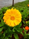 Flower yellow srilanka buttrfliy