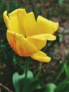 Flower yellow tulip