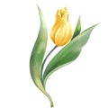 flower of yellow tulip, hand drawn illustration. Royalty Free Stock Photo