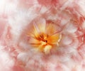 Flower yellow tulip on light red background.  tulips petals.  Closeup. Royalty Free Stock Photo