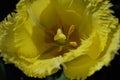 Flower of a yellow Tulip (Tulipa) in detail Royalty Free Stock Photo