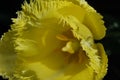 Flower of a yellow Tulip (Tulipa) in detail Royalty Free Stock Photo