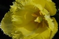 Flower of a yellow Tulip (Tulipa) in detail Royalty Free Stock Photo