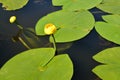 The flower of the yellow water lily Nuphar lutea L Royalty Free Stock Photo