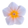 Flower yellow white phlox isolated on white background. Close-up.