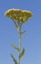 Flower of a yellow yarrow
