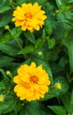 Flower yellow ziniya with a garden in the village. Summer landscape.