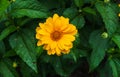 Flower yellow ziniya with a garden in the village. Summer landscape.