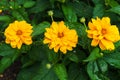 Flower yellow ziniya with a garden in the village. Summer landscape.