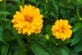 Flower yellow ziniya with a garden in the village. Summer landscape.