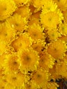 Mum mumflower yellowmom blossom bloom Ã Â¹â¬Ã Â¸Å¡Ã Â¸ÂÃ Â¸ËÃ Â¸Â¡Ã Â¸Â²Ã Â¸Â¨