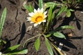 Flower of yellowish white Gazania rigens Royalty Free Stock Photo