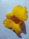 A flower yelow color