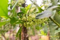 Flower of the Yerba mate Ilex paraguariensis plant in Puerto Iguazu, Argentina