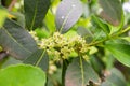 Flower of the Yerba mate Ilex paraguariensis plant in Puerto Iguazu, Argentina