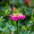 The flower ÃÂynicism pink color in the garden. Blossoming pink cynicism close, side view.