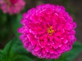 The flower ÃÂynicism pink color in the garden. Blossoming pink cynicism close-up.