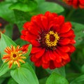 The flower ÃÂynicism red color in the garden. Blossoming red cynicism close-up