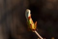 The flower of a young chestnut. Close-up of the sprout. Macro photo Royalty Free Stock Photo