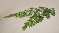 flower and young leaves of Fresh green medicinal Pods of Moringa oleifera. Royalty Free Stock Photo