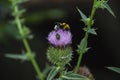 A flower of a young lilac thistle and a bumblebee on it.