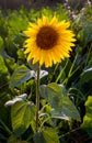 Flower of young sunflower separately alone