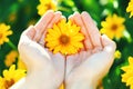 flower in your hands between your fingers on a blurry green background. Yellow camomile in the hands of a gardener close-up, sun s