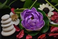 Flower zen therapy wellness healthy stones meditation