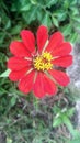 Flower, zinnia elegan, nature, red