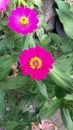 Flower, zinnia, garden, red, bloom, blosom