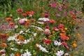 Flower Zinnia. Gardening. Home garden, flower bed