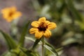 Flower of the Zinnia Zinnia haageana Royalty Free Stock Photo