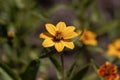 Flower of the Zinnia Zinnia haageana