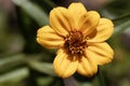 Flower of the Zinnia Zinnia haageana Royalty Free Stock Photo