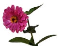 Flower Zinnia isolated