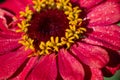 Flower Zinnia They are native to the scrub of the Southwest United States to South America with a center of diversity in Mexico