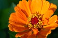 Flower Zinnia They are native to the scrub of the Southwest United States to South America with a center of diversity in Mexico