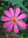 flower Zinnia peruviana zinnia Peru